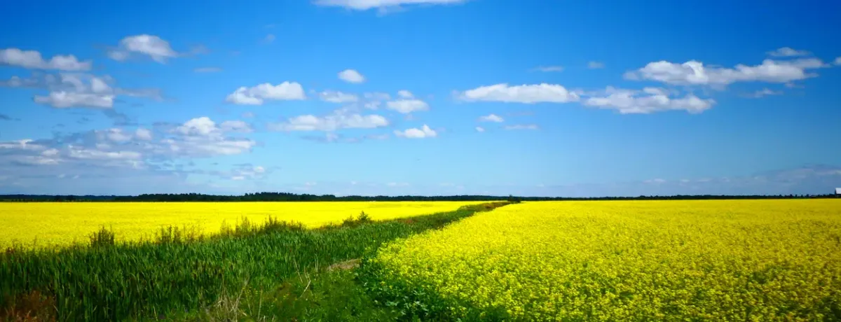 Champ de colza en fleurs sous un ciel bleu, utilisé pour la production de biocarburant