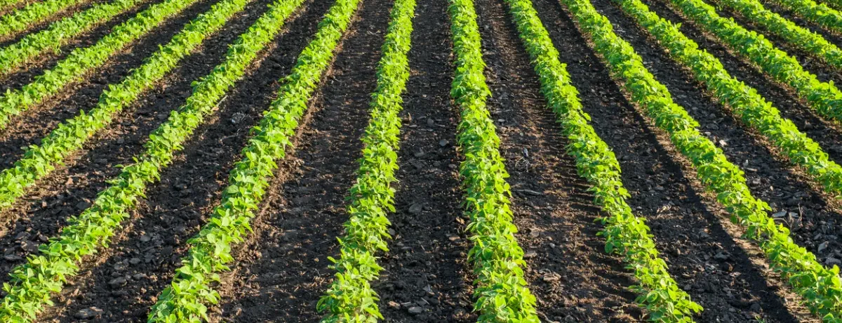 Rangs de jeunes plants agricoles cultivés en plein champ