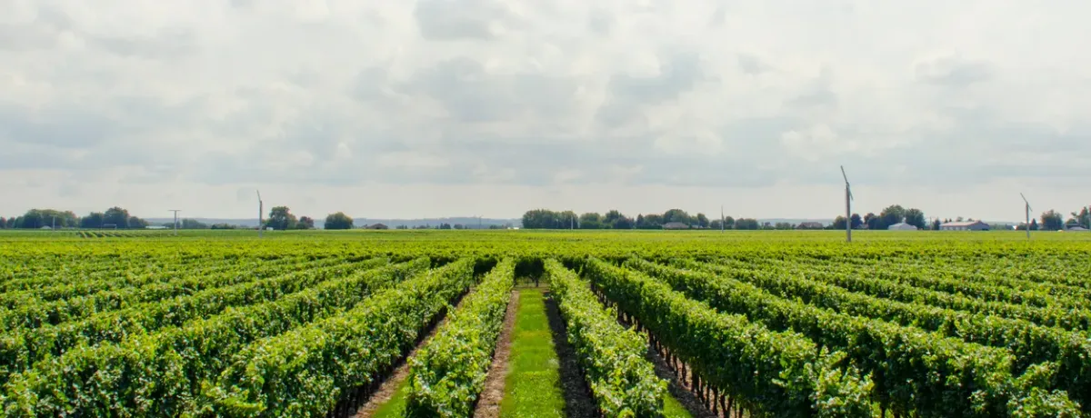 Vignoble en rangs avec éoliennes à l'horizon