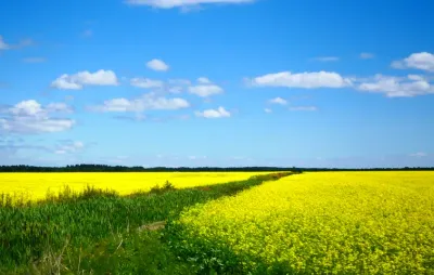 Champ de colza en fleurs sous un ciel bleu, utilisé pour la production de biocarburant