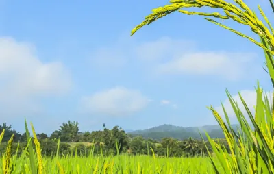 bioéthanol en france champs agriculture biologique et durable