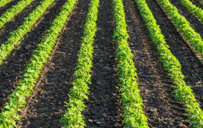 Rangs de jeunes plants agricoles cultivés en plein champ
