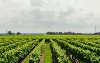 Vignoble en rangs avec éoliennes à l'horizon